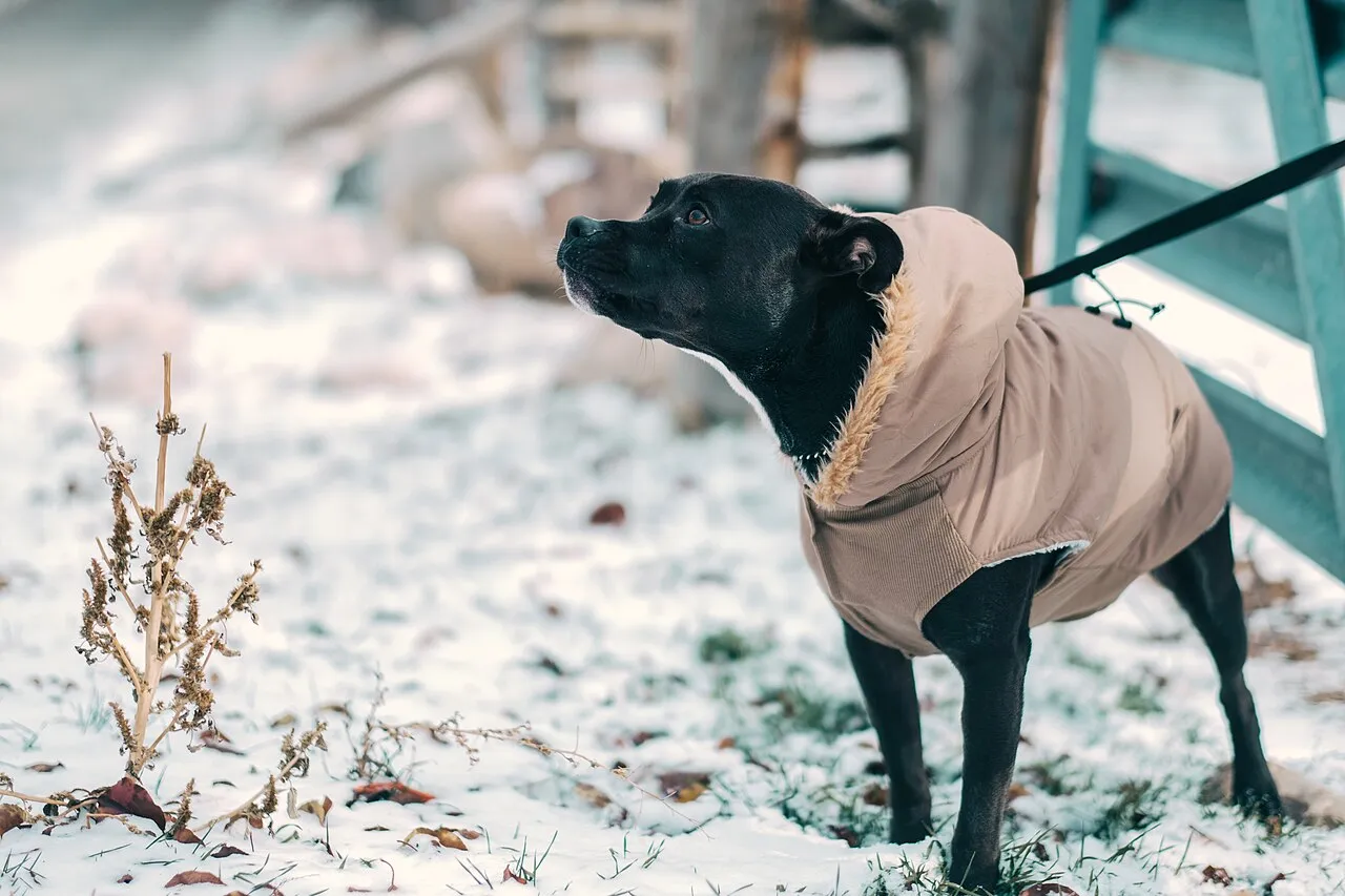 Adult dog for adoption