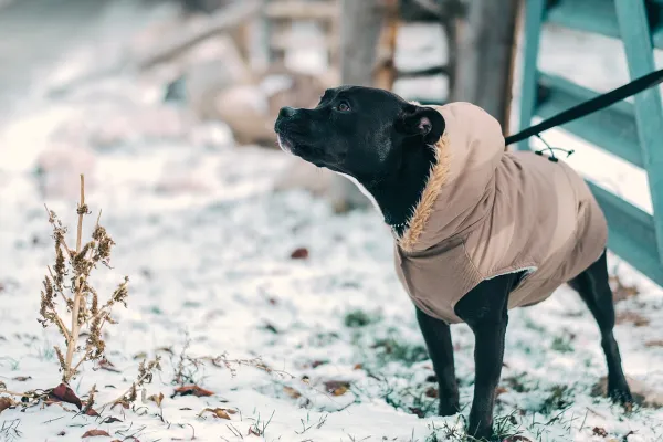 Adult dog for adoption
