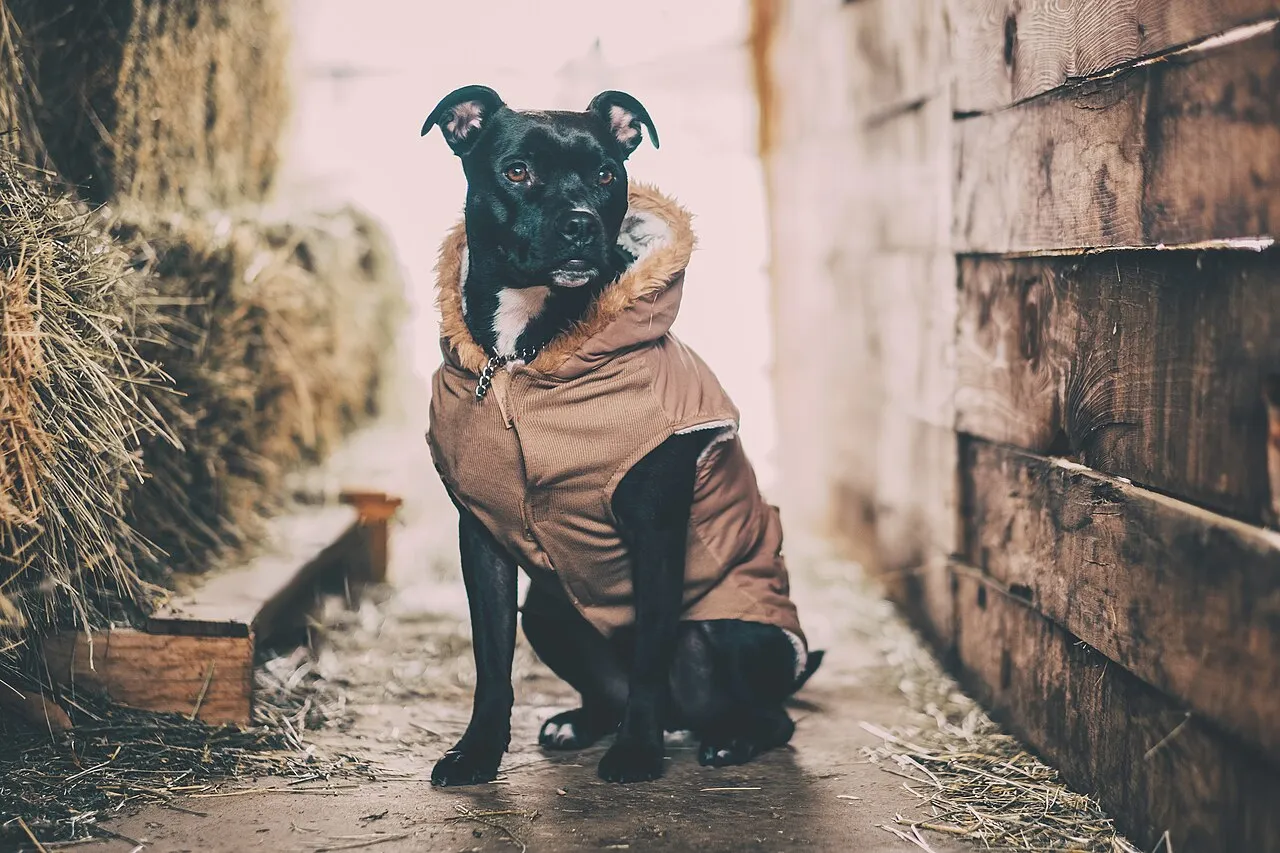 Adult dog for adoption