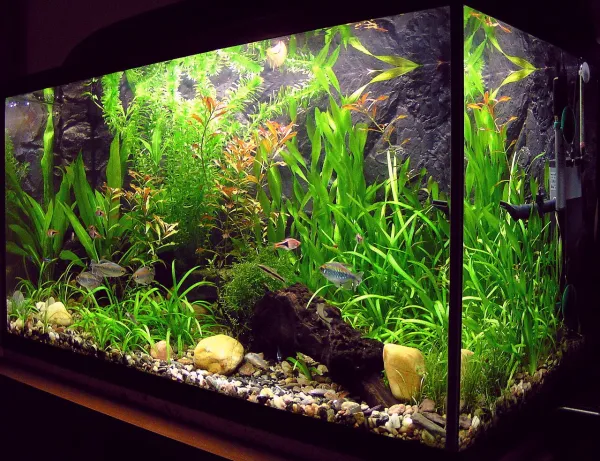 Fully equipped 120 l aquarium