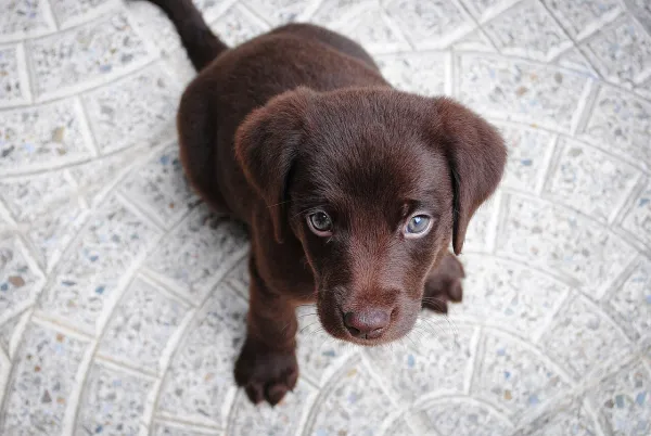 Chocolate Labrador puppies, vaccinated